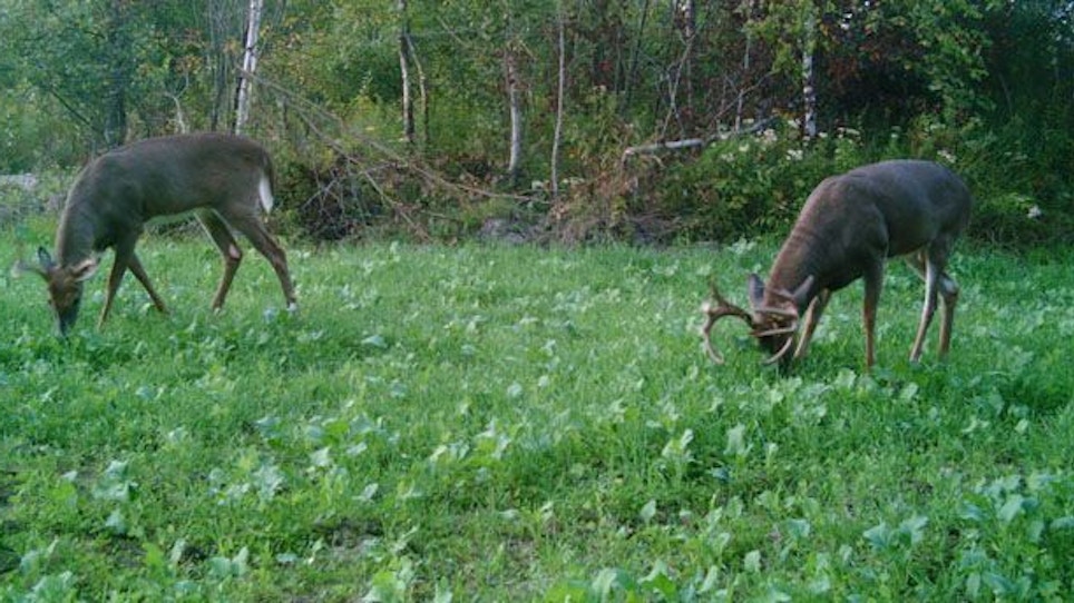Planning Your Food Plot for Killer Results