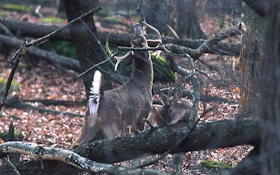 Mythbusting: What’s true and what’s not about deer hunting