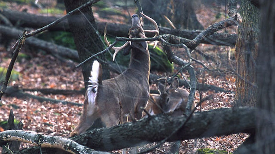 Mythbusting: What’s true and what’s not about deer hunting