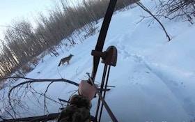 Video: Hunting Winter Coyotes With a Longbow