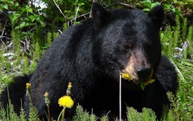 Louisiana Set for First Black Bear Hunting Season in 2024