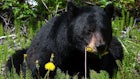 Louisiana Set for First Black Bear Hunting Season in 2024