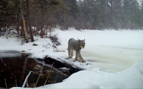 Lynx Trail Cam Video: A Sound Like You’ve Never Heard Before
