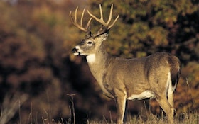 Dynamite deer hunting down in Dixie