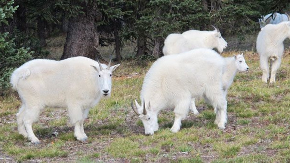 Mountain Goat Encounter In The Colorado High Country