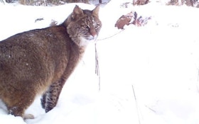 Michigan Bobcat Hunting Update