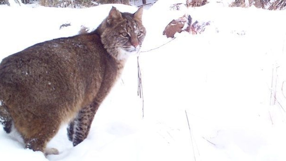 Michigan Bobcat Hunting Update