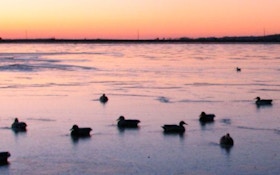 How Will The Flooding Of The Mississippi Affect Waterfowl?