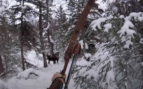 Self-Filmed Video: Spot-and-Stalk Moose With a Recurve