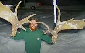 Ring Camera Video: Moose Sheds Both Antlers Simultaneously
