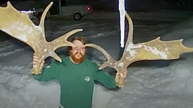Ring Camera Video: Moose Sheds Both Antlers Simultaneously
