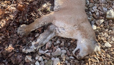 Mountain Lion Carcass Found on Sylamore WMA