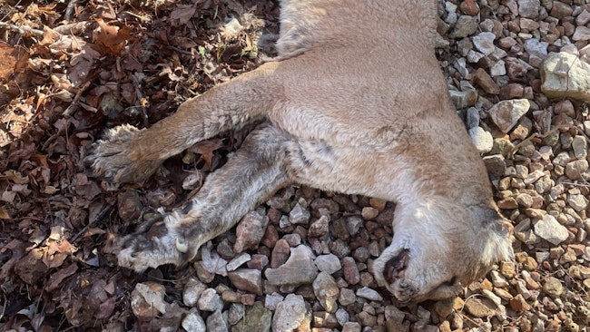Mountain Lion Carcass Found on Sylamore WMA
