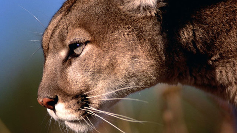 What's Killing Mountain Lions Near Yellowstone? The Plague