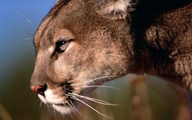 Nebraska Approves Mountain Lion Season in 2020
