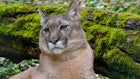 Animal Rights Activists Sue Utah DNR About Mountain Lions