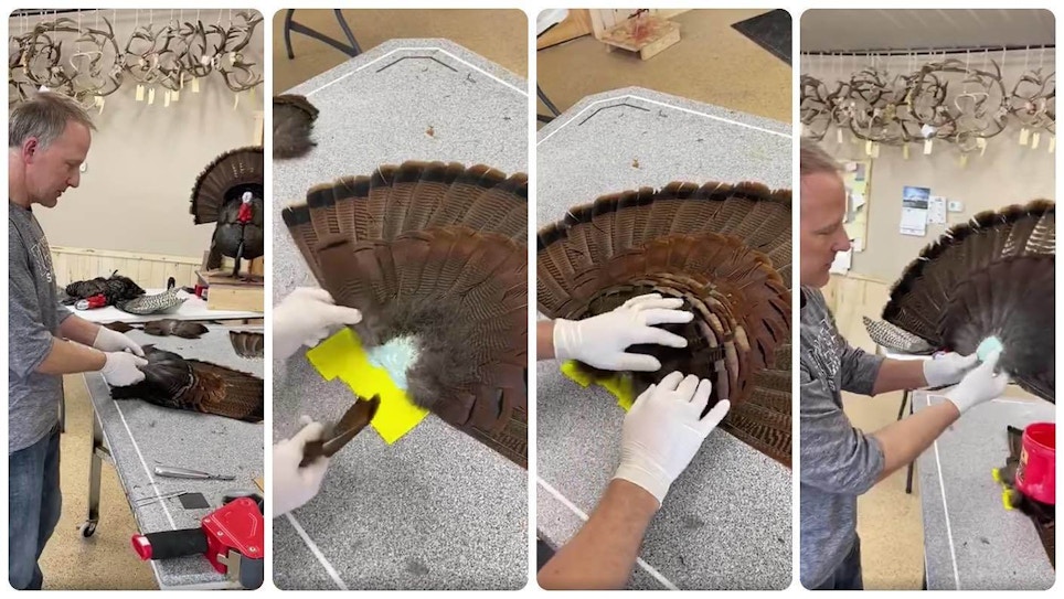 DIY Video: Expert Tips for Mounting a Turkey Tail