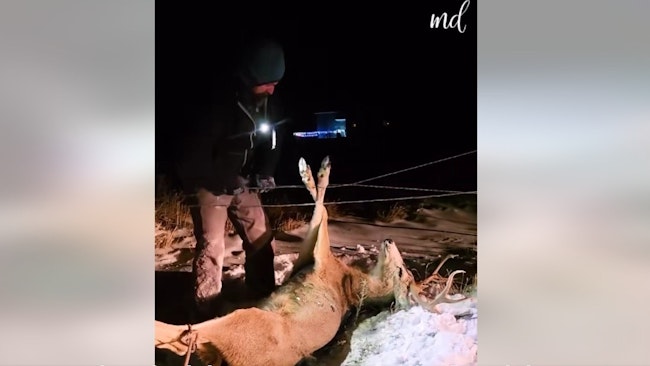 Video: Tangled Buck Freed From Barbed-Wire Fence