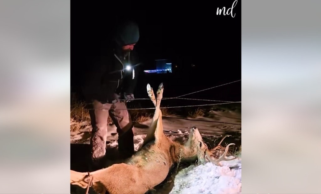 Video: Tangled Buck Freed From Barbed-Wire Fence
