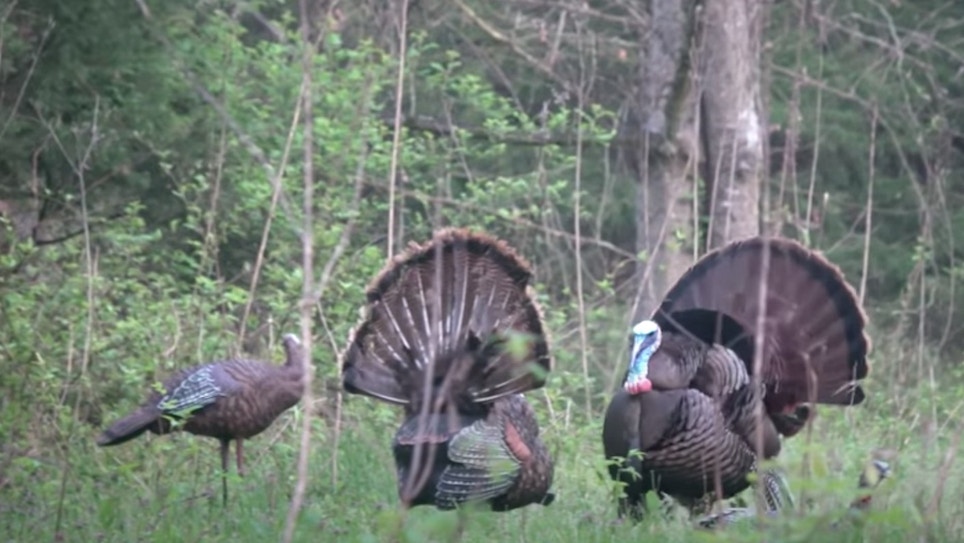Must-See Turkey Hunting Video: Gobbler vs. Decoy (and Decoy Wins!)