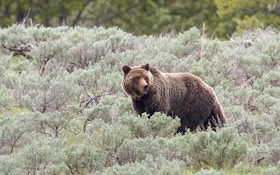 Yellowstone Grizzlies Are Being Delisted