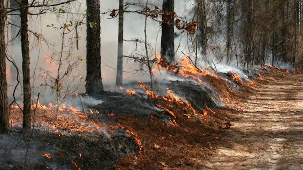 Using controlled fires for conservation