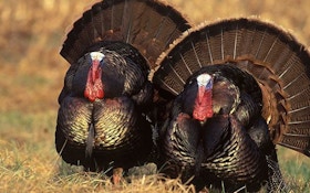Tips for a safe spring turkey hunt