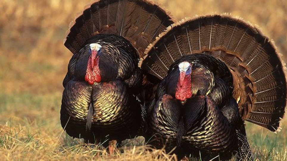 Tips for a safe spring turkey hunt