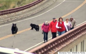 VIDEO: Mama Bear Chases Tourists At Yellowstone