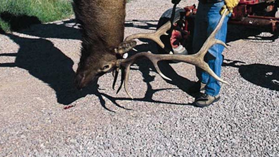 The proper gear for Western elk—part II