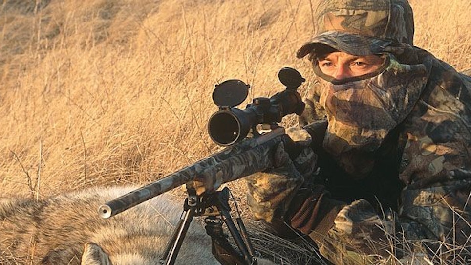Coyote Hunting Tactics for Open Country