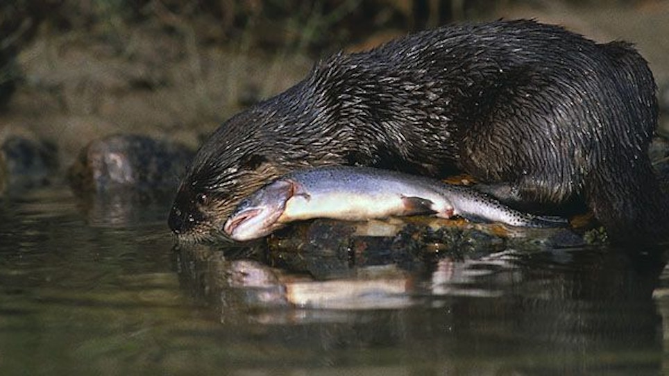Otters: An Overlooked Predator