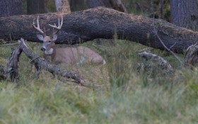 Overlooked Whitetail Bedding Areas