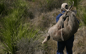 Hunting Coues Deer In Old Mexico