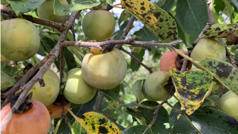 Boost Whitetail Nutrition With Persimmon Trees