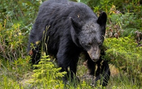 Missouri Hunters Take 12 Black Bears in State’s Third Season