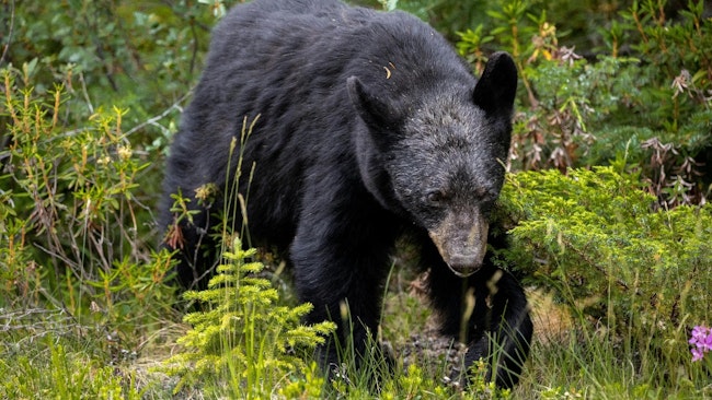 Missouri Hunters Take 12 Black Bears in State’s Third Season