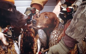 Training Techniques that Make Your Pheasant Dog Better