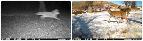 SpyPoint cell cams do a great job capturing quick-moving animals — day or night. They also provide insight on current weather conditions, which is helpful if you don’t live anywhere near the property. The deer closest to the cam in the right photo is a shed buck; cams can also tip you off as to when to take a trip looking for shed antlers.