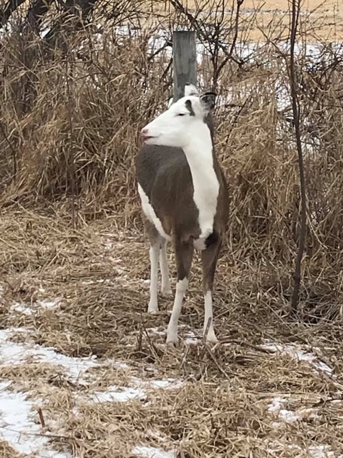 Piebald deer mistaken as a calf on Wisconsin's I-41. Photo: Lomira Police Department
