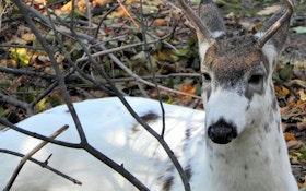 Piebald Whitetail Deer Confused for Calf in Wisconsin