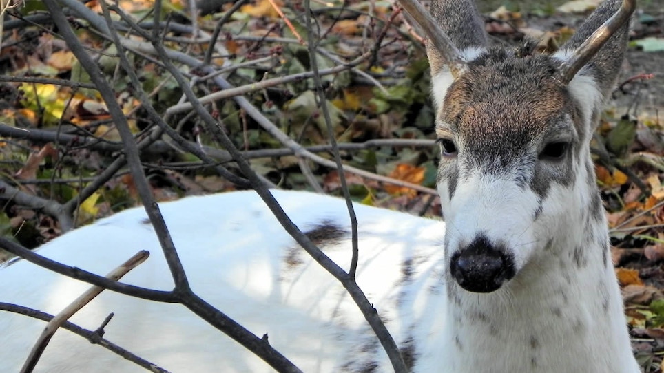 Piebald Whitetail Deer Confused for Calf in Wisconsin