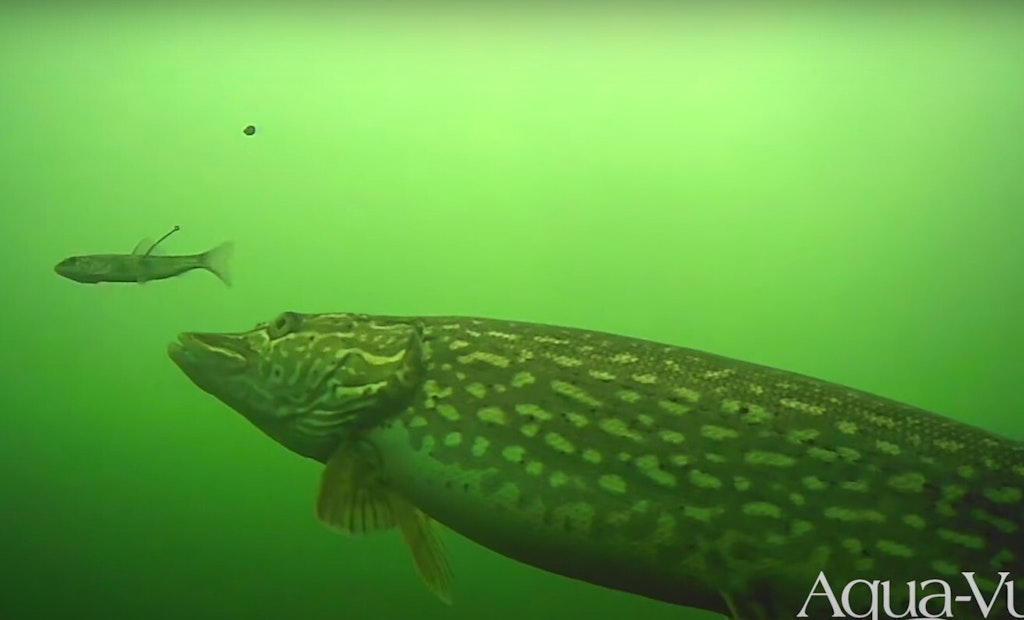 Video: Best Underwater Strikes From the 2023/2024 Ice Fishing Season