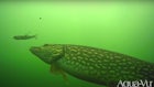 Video: Best Underwater Strikes From the 2023/2024 Ice Fishing Season