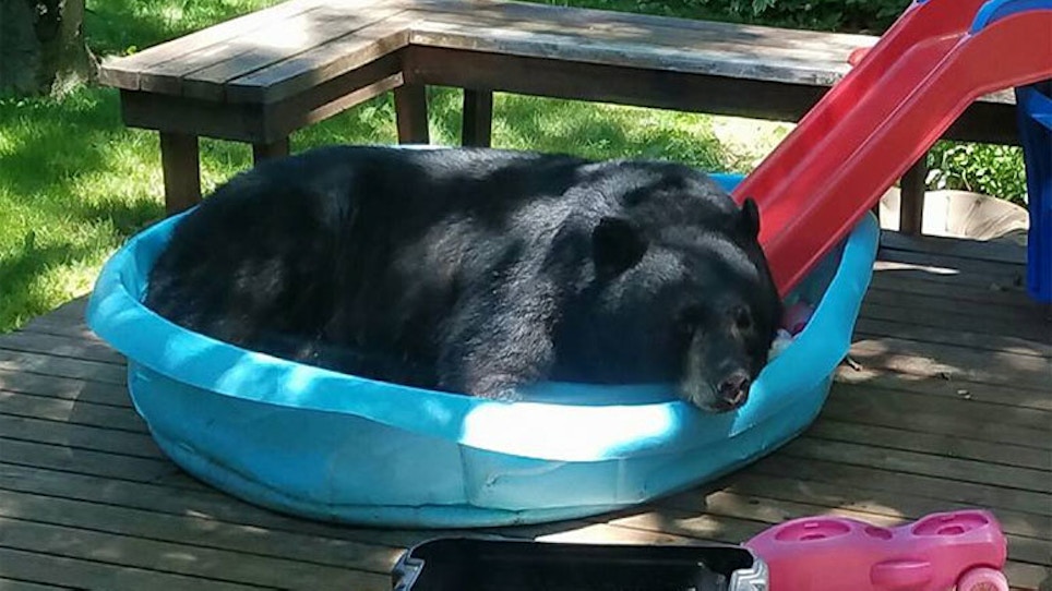 Bear Takes Dip In Kiddie Pool
