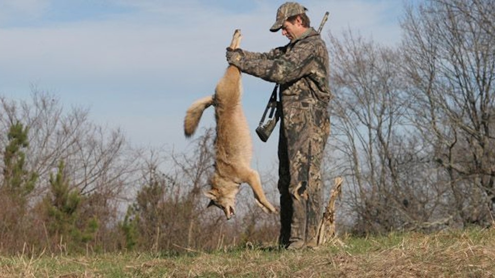 Does Predator Control Help Your Deer Population?