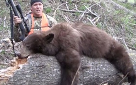 A Montana Chocolate Bear Hunt
