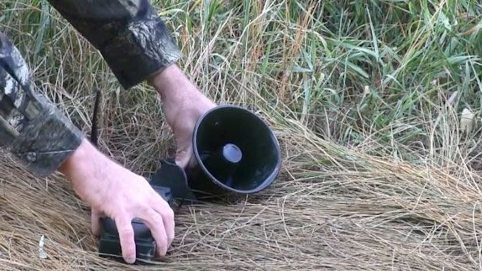 Setting up a woodland trap for coyotes
