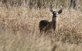 Will Quality Deer Management Work For You?