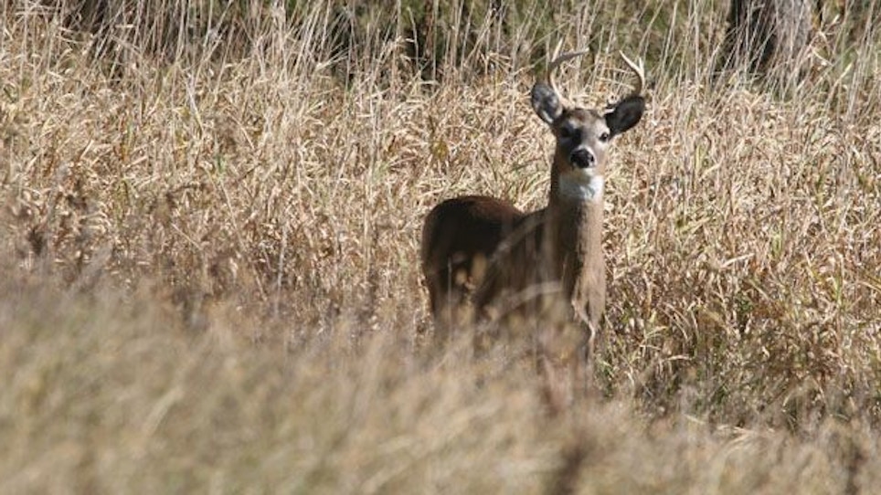 Will Quality Deer Management Work For You?